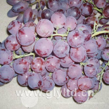 Good Quality of Fresh Sweet Red Global Grape